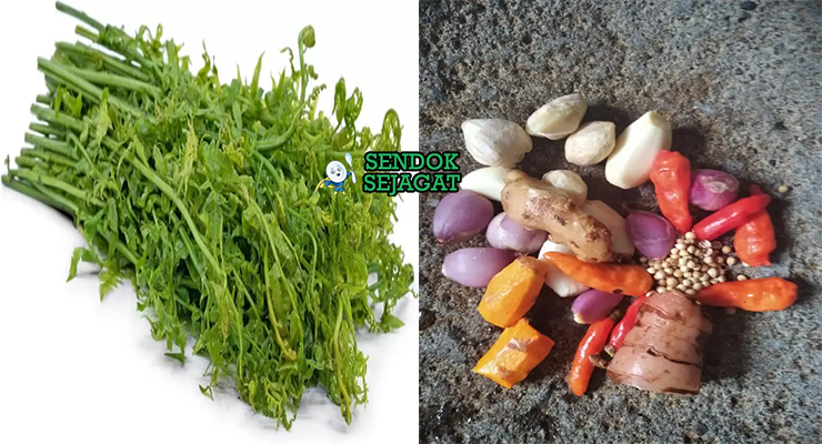 Bahan gulai pakis pucuk pakis santan kunyit lengkuas serai daun jeruk cabe hijau bawang