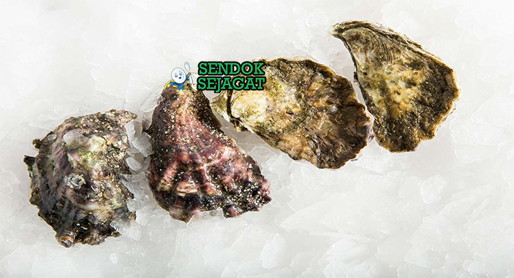 Bahan-bahan resep Sydney Rock Oysters termasuk tiram segar, lemon, cuka, bawang merah, dan lada hitam siap disajikan